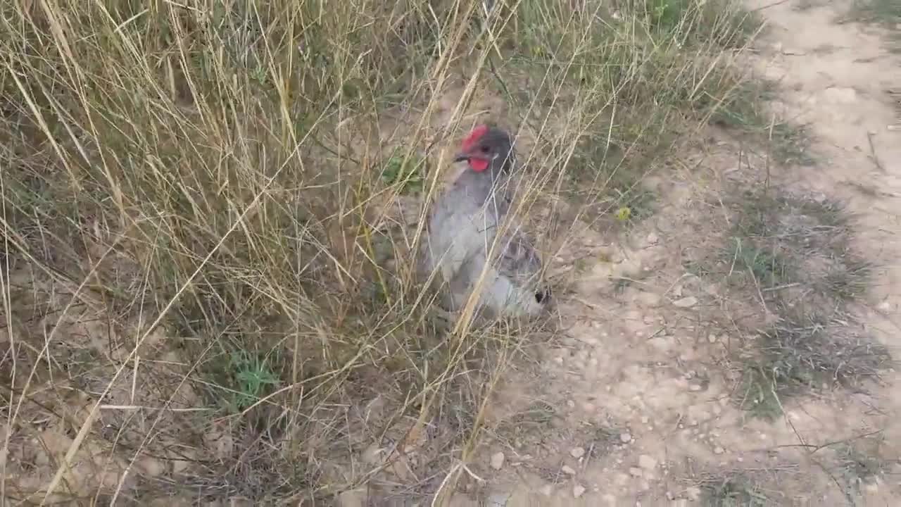 Mi gallina anda extraño como un pinguino. Alguien me puede decir de lo que se trata?