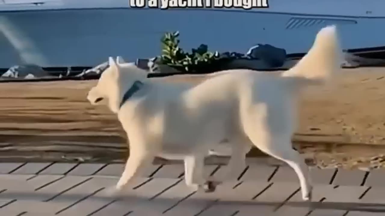 Hilarious dog with full attitude😎😎