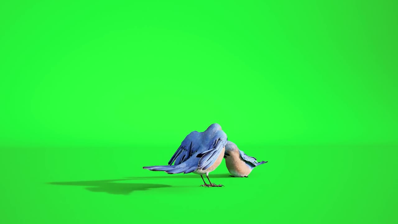 Birds green Screen