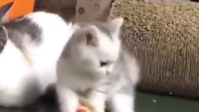 Funniest Dog Video 2021 - Don't try to hold back Laughter|| Pet City