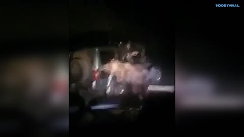 Un oso es salvajemente atropellado y golpeado por tres desquiciados sujetos rusos