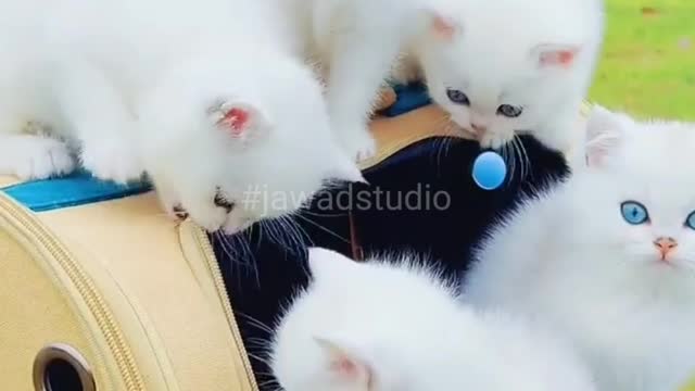 Cats funny videos