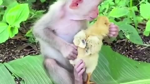 [fun] monkey befriends chicken