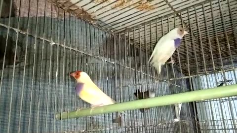 My Beautiful Gouldian Pair