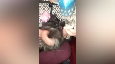 Best Funny Animal Videos Of The 2022 🤣 - Funniest Cats And Dogs Videos 😺😍 (72)