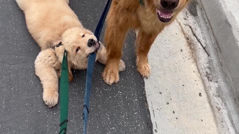 Golden Retriever Puppy Holds On Tight