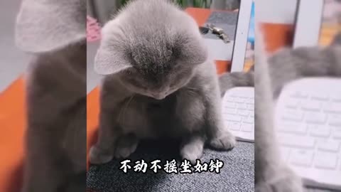 功夫猫！