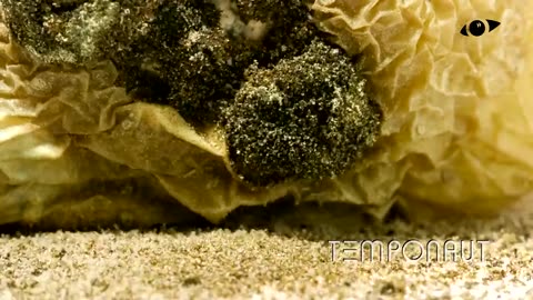 Potato Timelapse