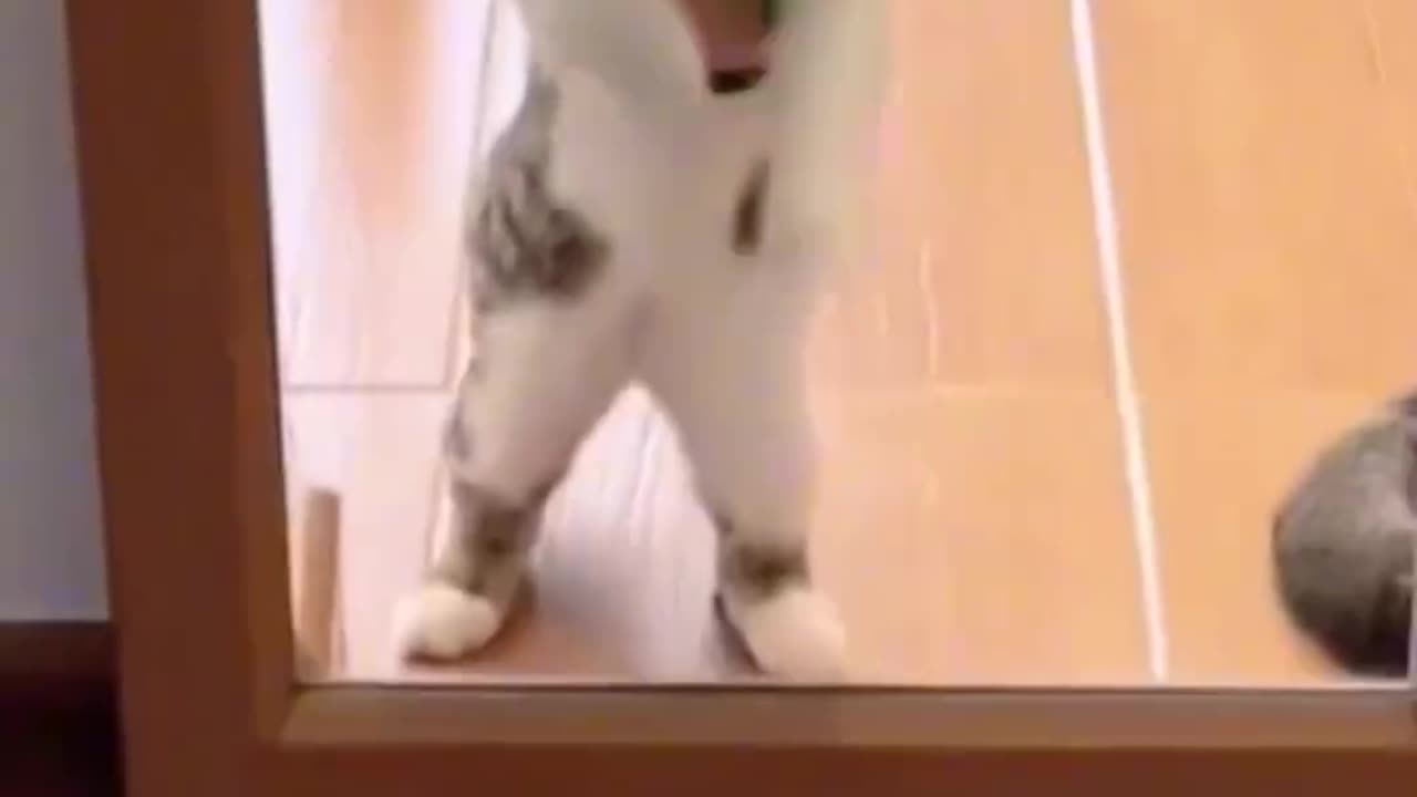 Funny and Cute Cats Videos #333