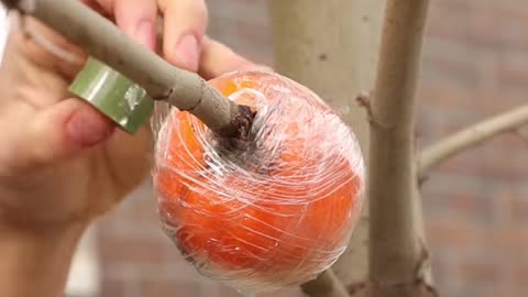 Creative planting hacks using fruits!