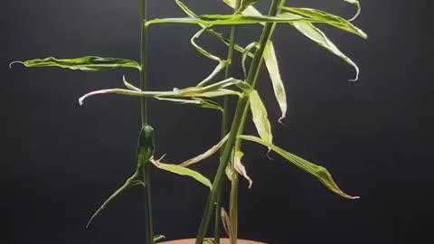 Ginger Time Lapse