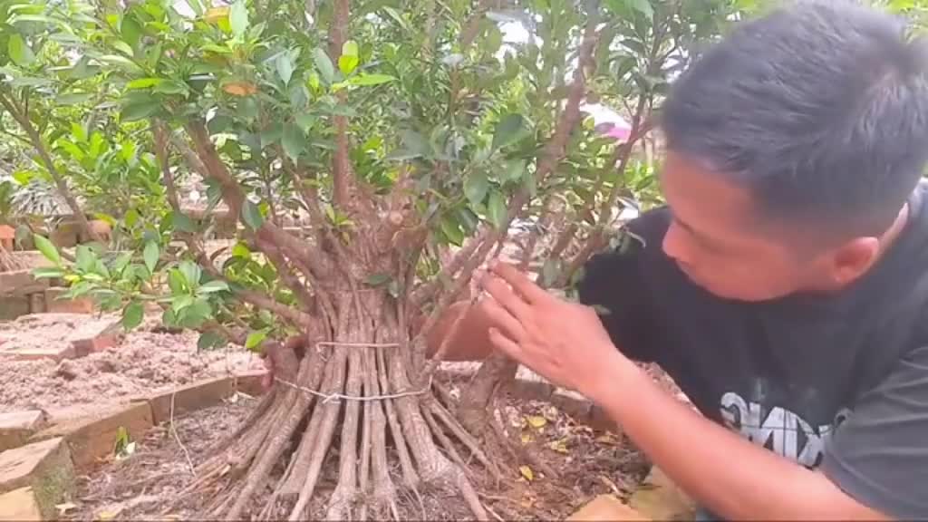 Ghép rễ đỉnh cao