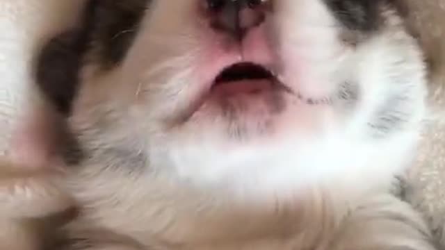 Funniest Animals