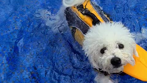 My dog ​​can't swim well