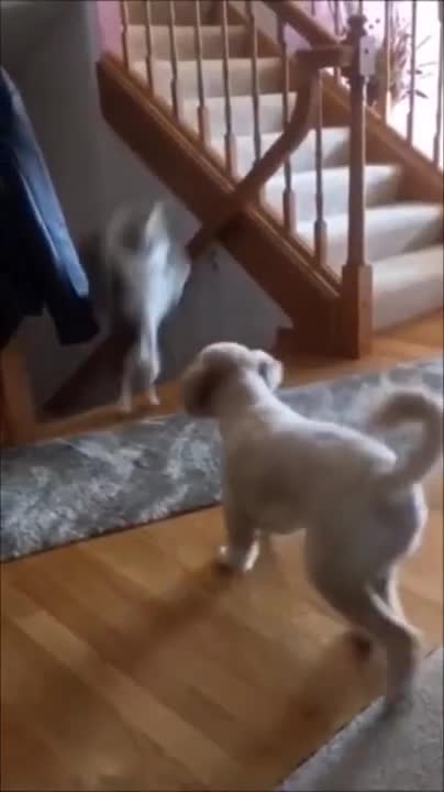 I've improved the cat surprise jumping / dive bombing on dog up stairs clip with appropriate music.