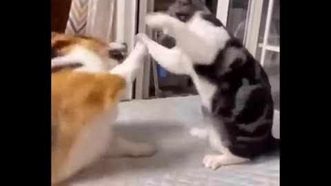 Funniest Cats 😹 - Don't try to hold back Laughter 😂