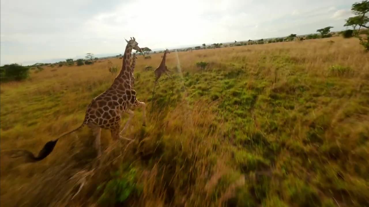 UGANDA from Above | African Wildlife with an FPV drone