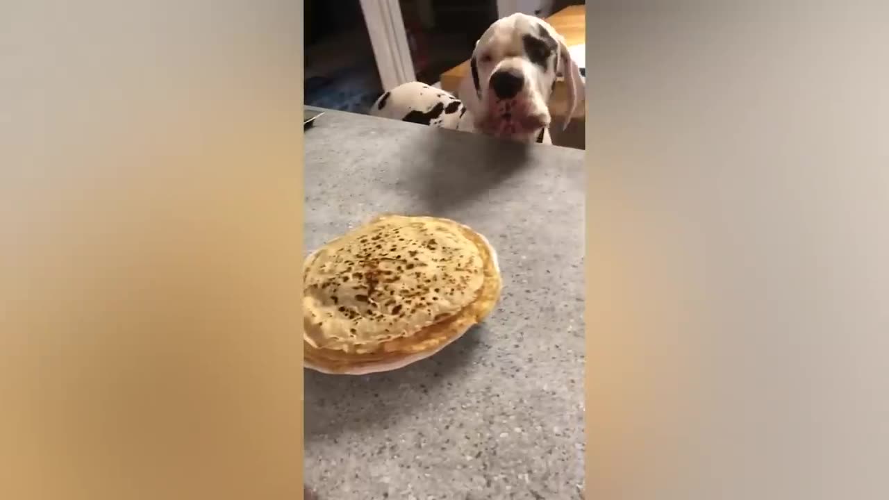 Best Funny Animal Videos Of The 2023 π€£ - Funniest Cats And Dogs Videos πΊπ