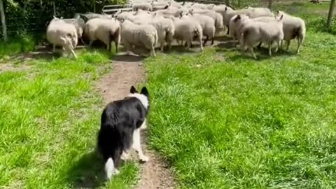 Young stubborn sheep dont want to go in the pen :)