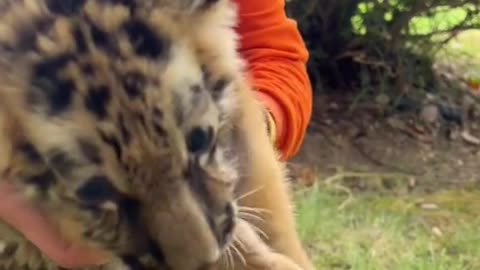 tigers