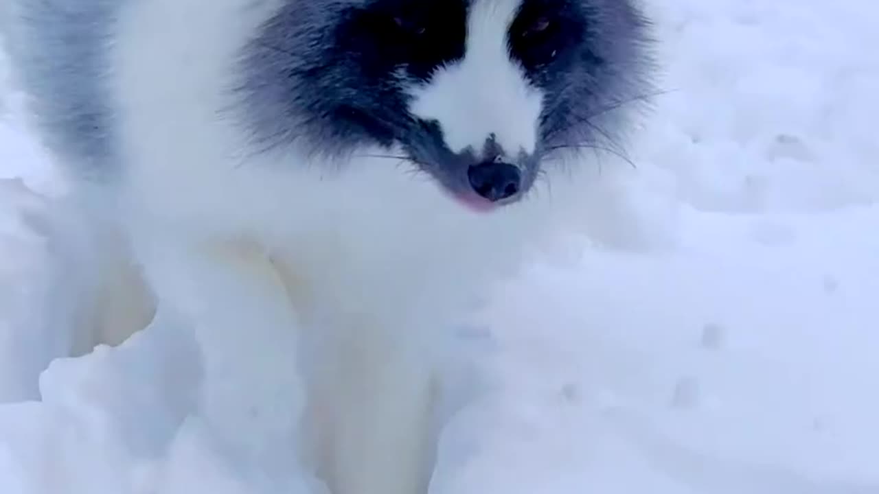 BEAUTIFUL POLAR FOX