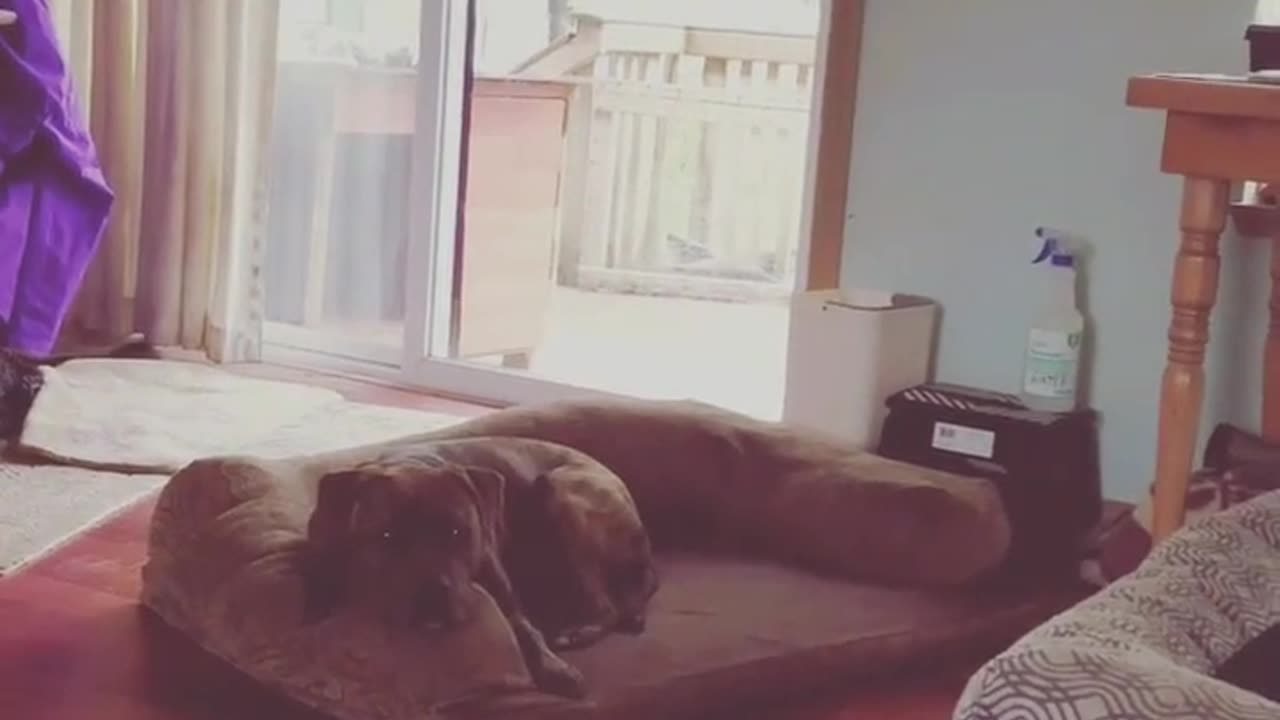 Dogs sleeping during rainy day