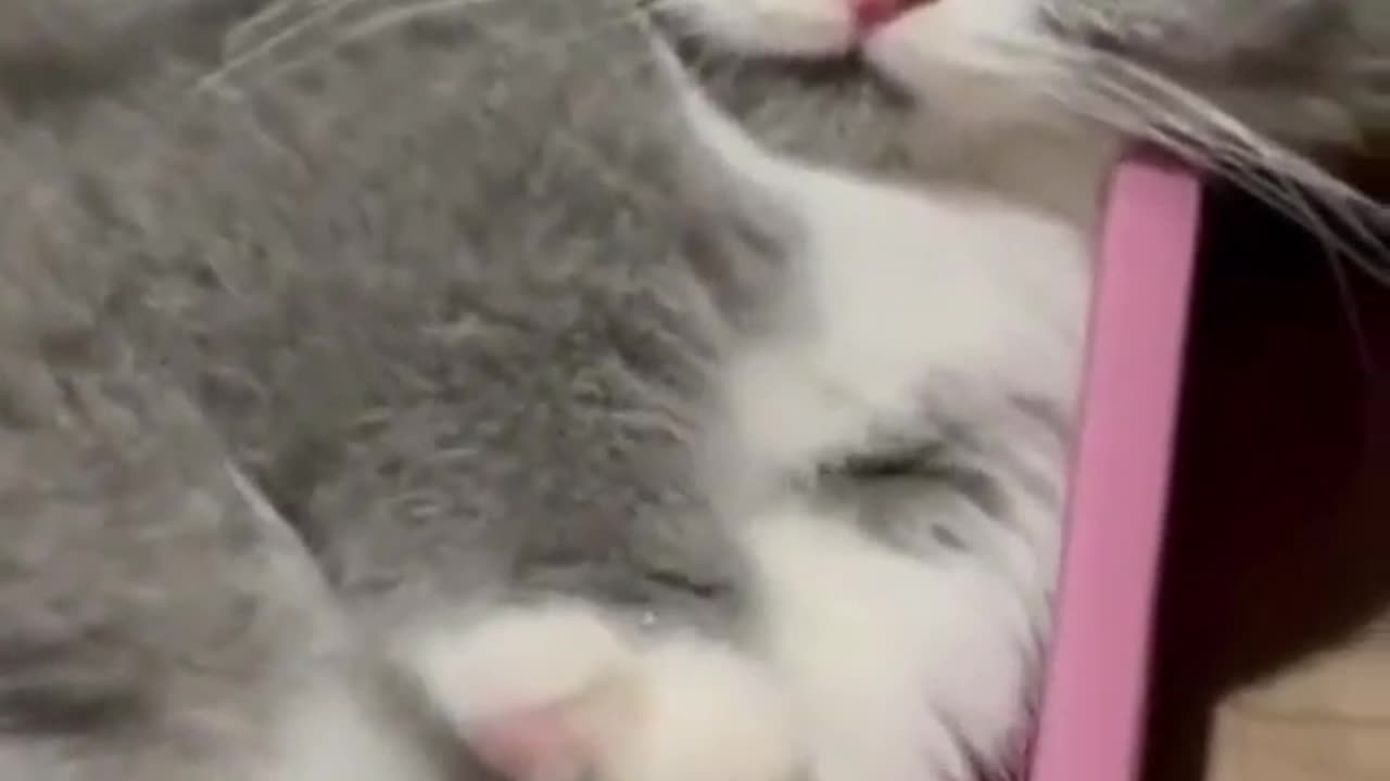 Very Funny Cute Cat Video