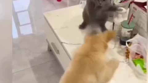 Cat fight 😮