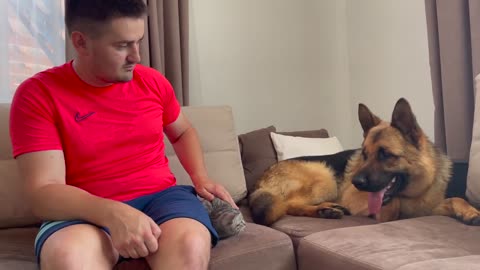 How a German Shepherd and a Kitten Became Friends-10