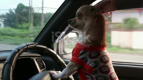 Funny Dog Driving Car 🚗