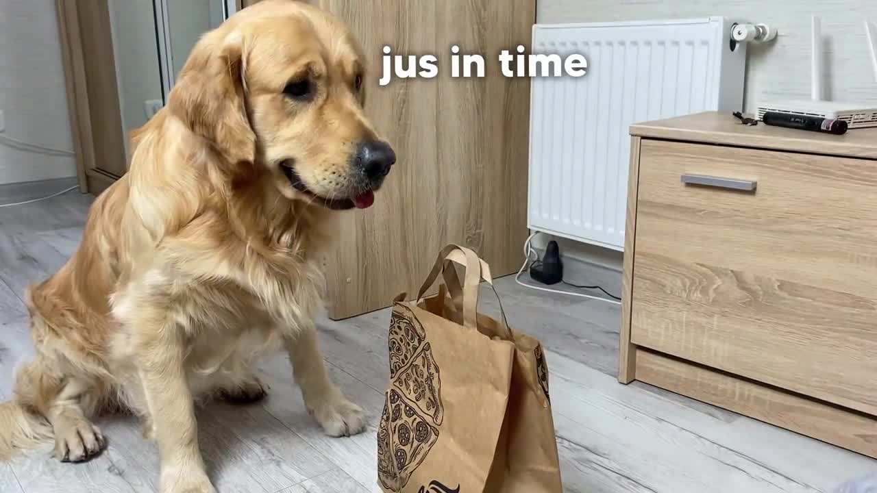 My Golden Retriever Orders Pizza Without Me!