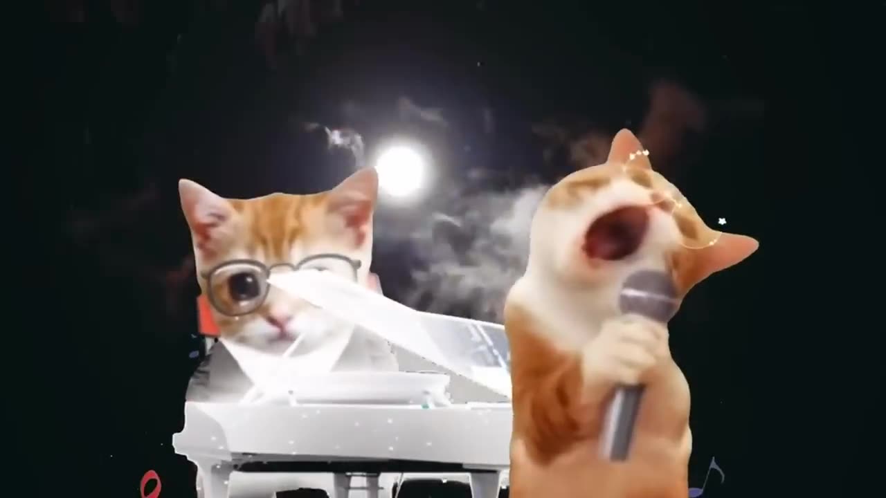 Compilation cats 🤣⭐