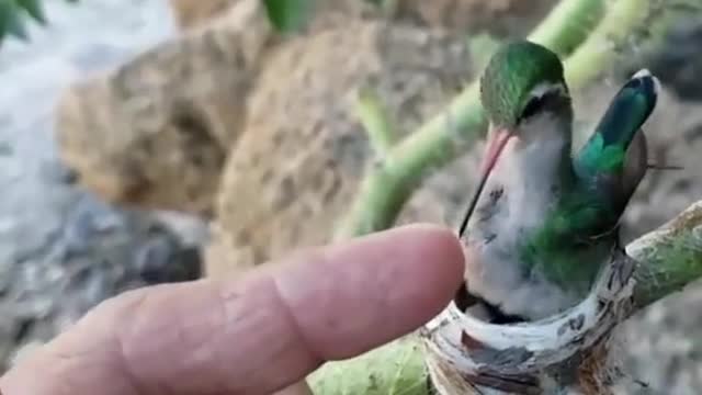 long beaked bird