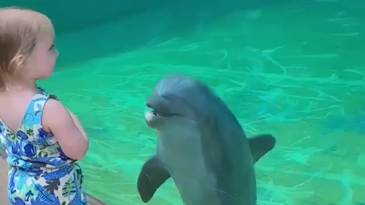 Meeting Of A Dolphin And A Girl #shorts #shortvideo #youtubeshorts #video #virals