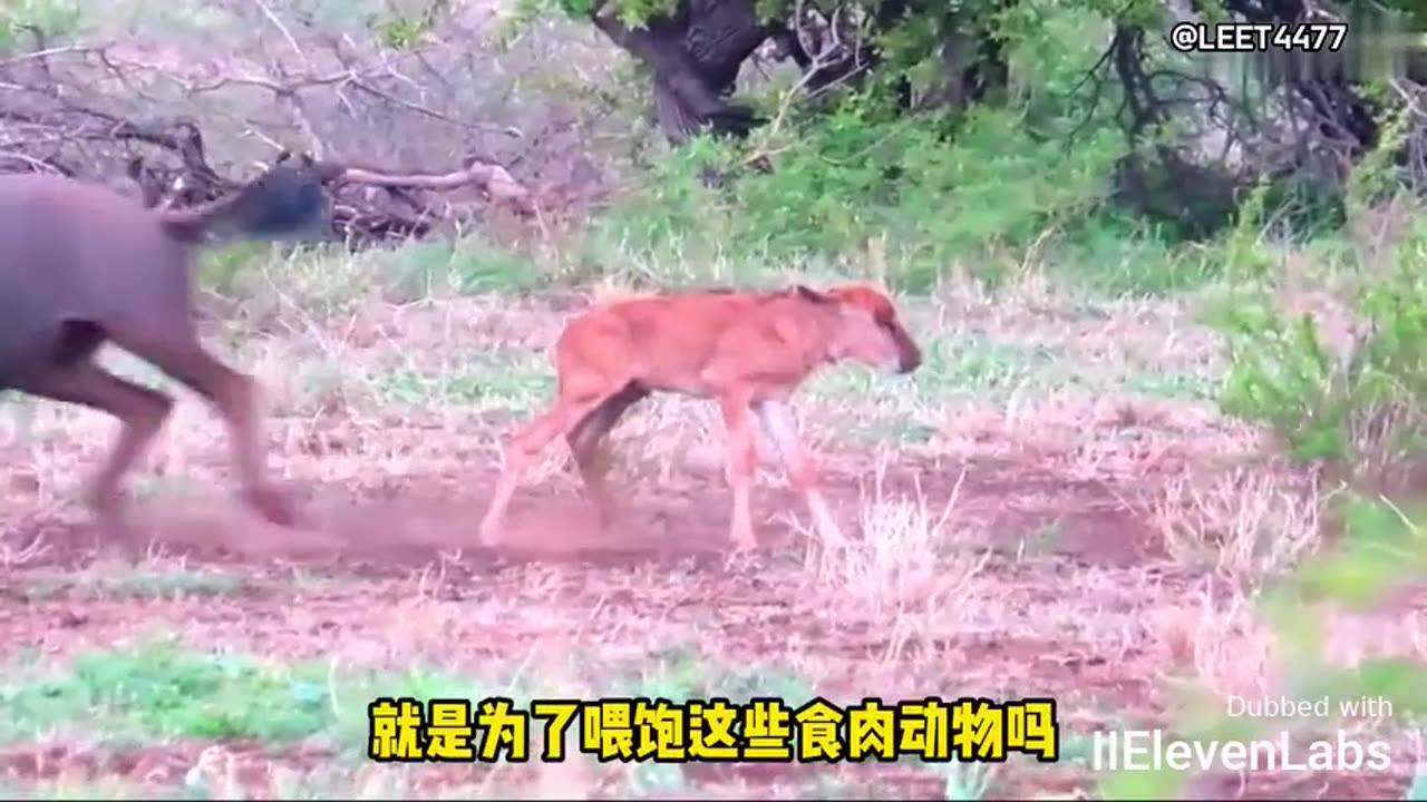 Little antelope surrounded by cunning wolves. Witness the epic moves of Antelope Mom!