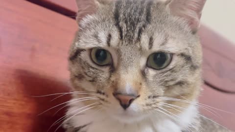 Cats are smart and can communicate with their owners in their own way