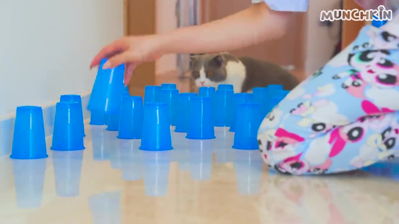 Do cats like Ball pits-compilation