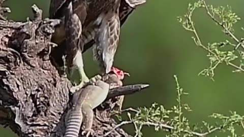 Eagle
