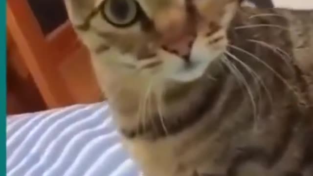 Dog cat funny videos