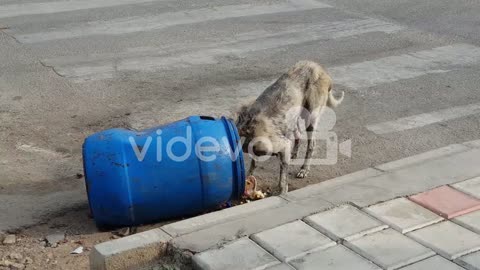 A sick stray dog eating from a garbage can on the road-