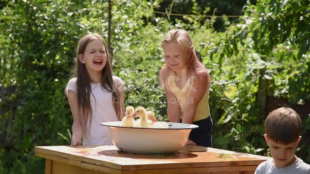 Children play with ducklings