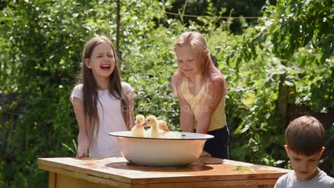 Children play with ducklings