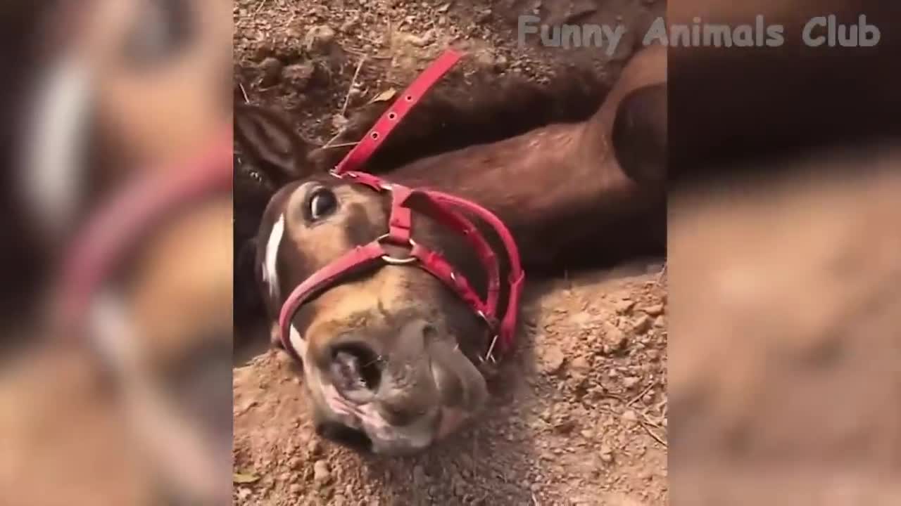 Funny Animal Videos 2022 😂 - Best Dogs And Cats Videos: Trending