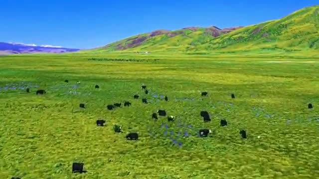The grassland is very green, like a beautiful oil painting, so beautiful!