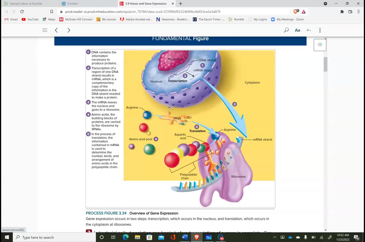 Anatomy and Physiology 1 - Chapter 3