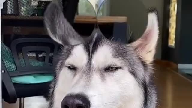 Husky making fun ! He's really upset with his human.