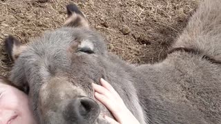 Smiling Donkey Leroy Loves Laying on Owner