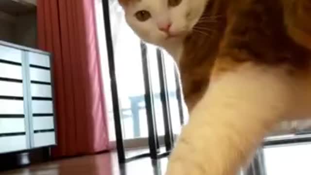 Funny Animals 🤣 The Cat is Dancing 😹, Try Not To LAUGH!!!