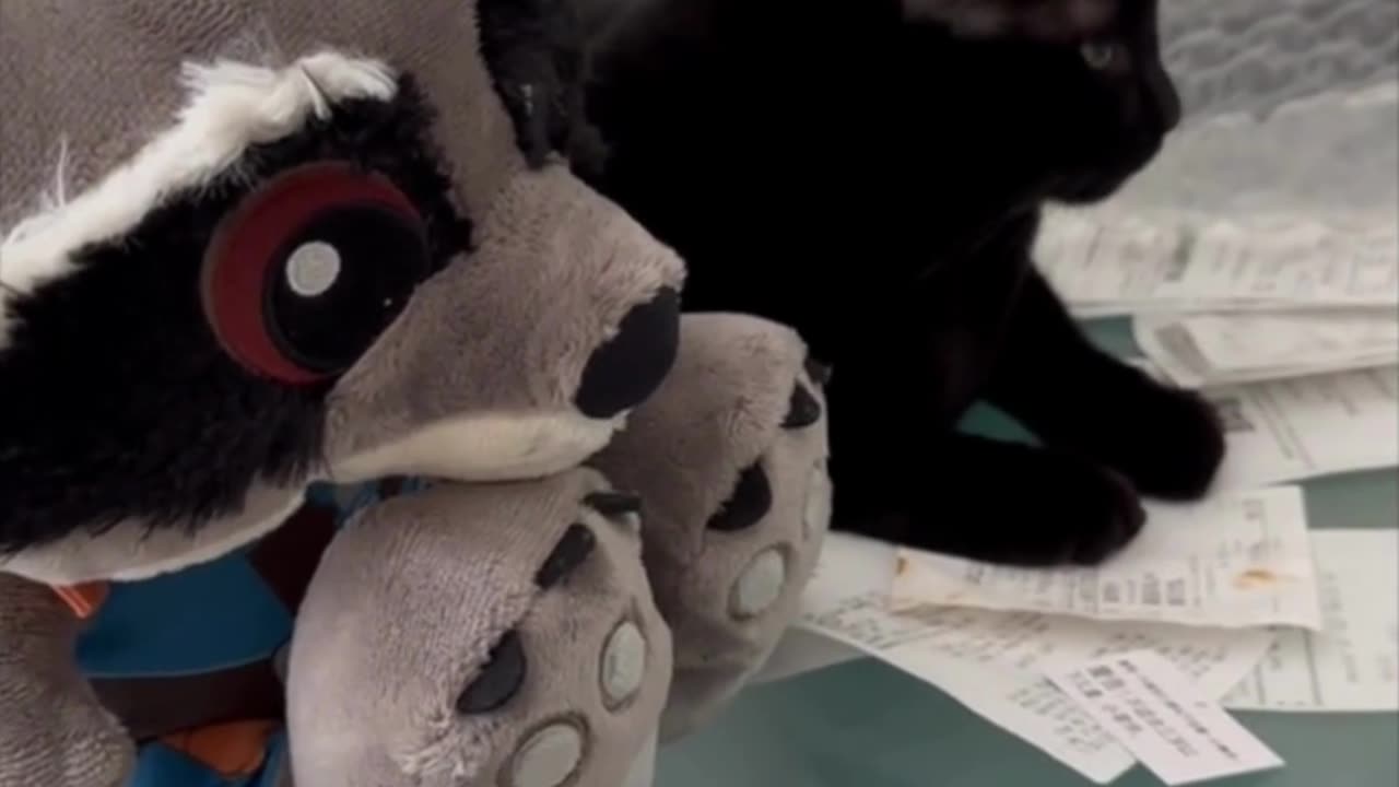 Adopting a Cat from a Shelter Vlog - Cute Precious Piper Looks Like a Plush Doll on a Shelf #shorts