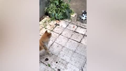 Funny animal Cat&Dog